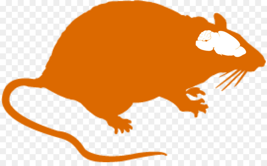Khử trùng - kiểm soát - loài gặm nhấm kiểm soát ở Pháp Chuột gặm Nhấm Pest - con chuột