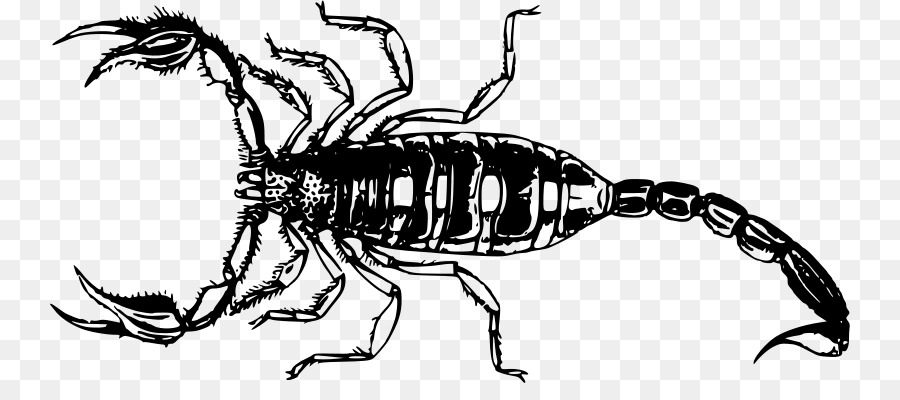 Scorpione Clip art - scorpione