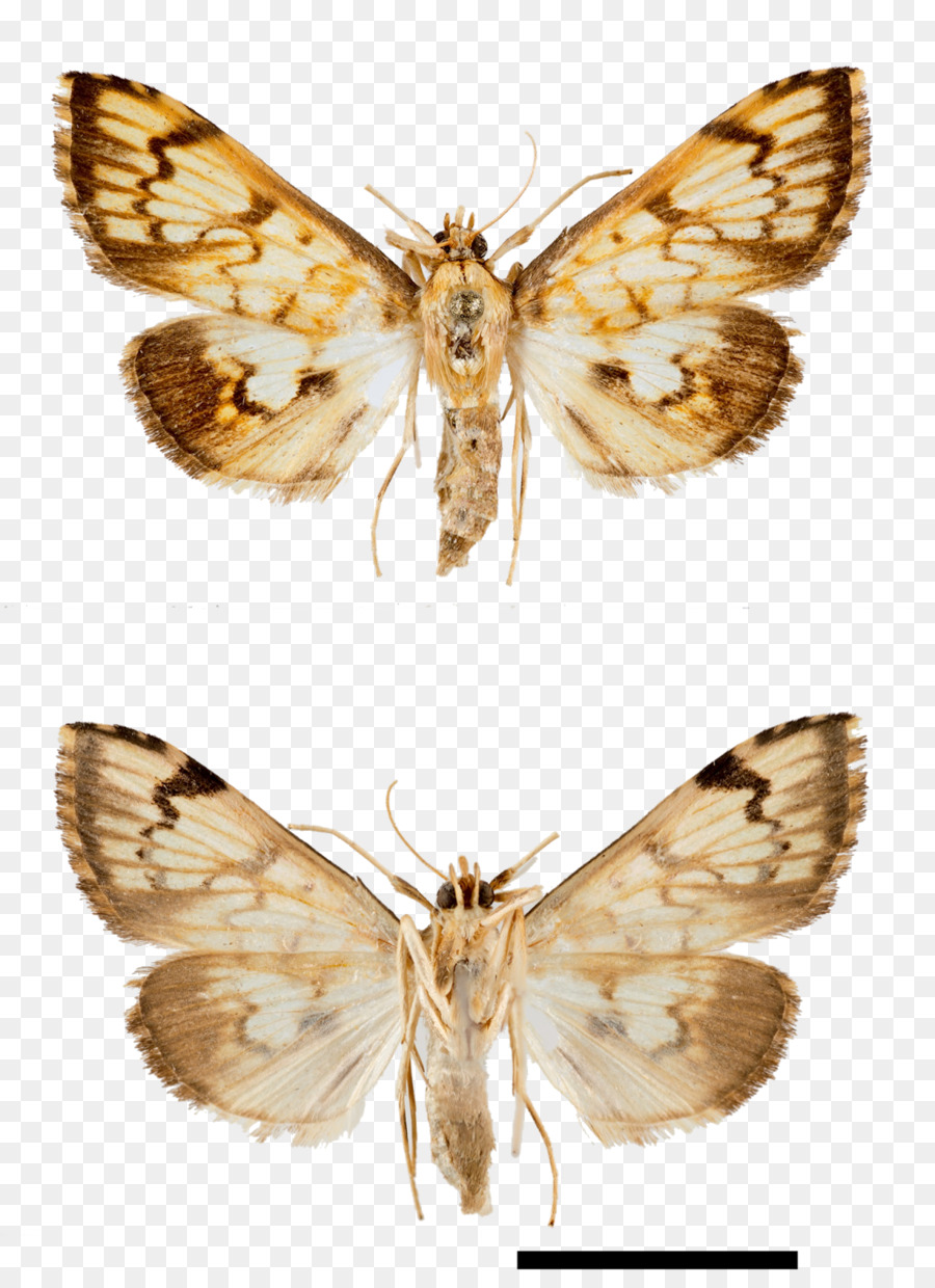 Baco da seta Moth Gossamer ali di farfalle Arctiidae Verde longhorn - nebulosa