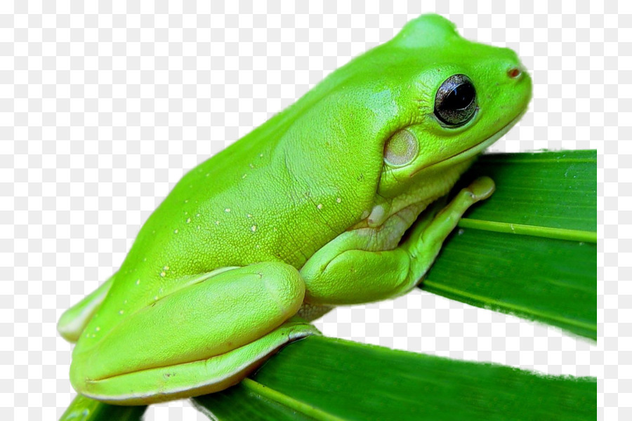 Australian green tree frog Lithobates clamitans Amphibien - Frosch