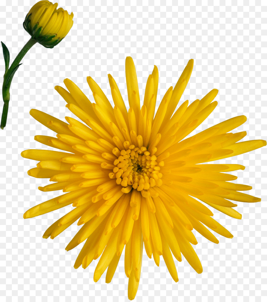 Rottura di Crisantemo dente di leone Margherita daisy fiori recisi - crisantemo