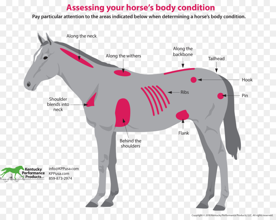 Horse & Hound Pferdesport Equine nutrition Pony - Körpers Klimaanlage