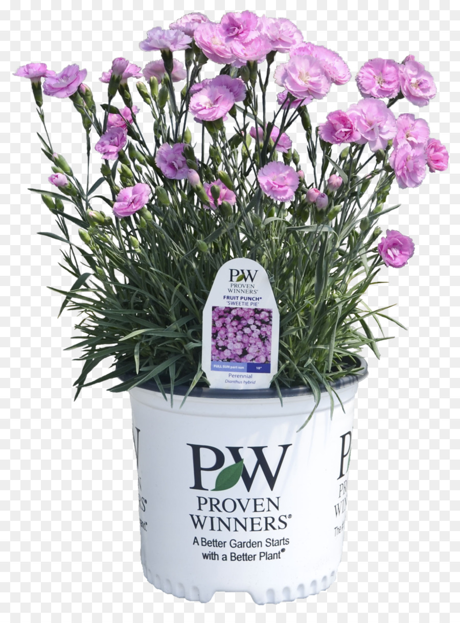 Punch Pink Pie Mehrjährige pflanze Lavendel - Punsch