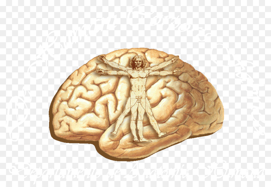 Umano, cervello, la corteccia Cerebrale Anatomia Lobi del cervello - cervello