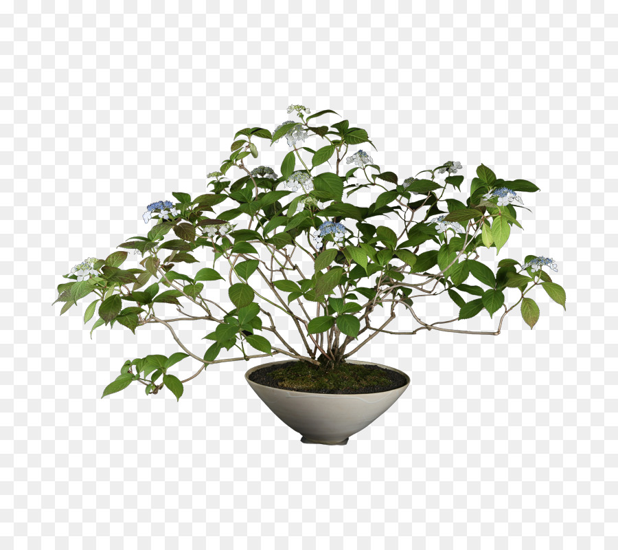 Trung quốc ngọt mận Mangzhong 銀座 雨竹庵 Lọ hoa Đông chí - nhật bản bonsai