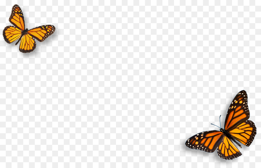 Vua bướm họ bướm pieridae môi trường tự Nhiên bướm giáp - Môi trường tự nhiên
