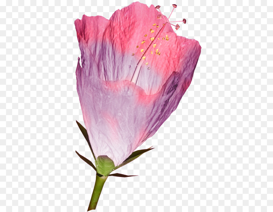 Rosemallows Petal Flower persische butterblume, Clip art - blume