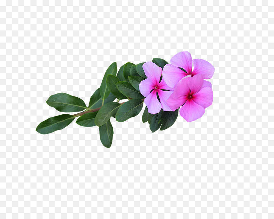 Fiore Petalo Di Sfondo Per Il Desktop - fiorigratis