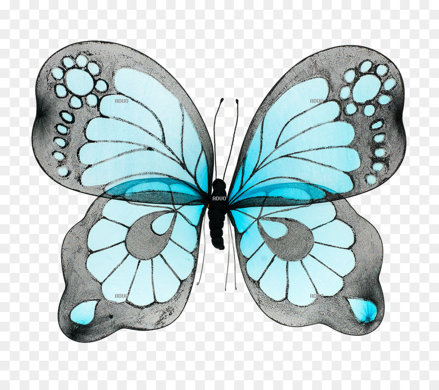 Vua bướm màu xanh Ngọc Côn trùng con Chim - bướm