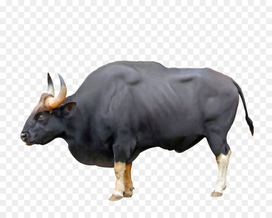 Ankole-Watusi Bue Gaur Chillingham bovini bufali d'Acqua - altri