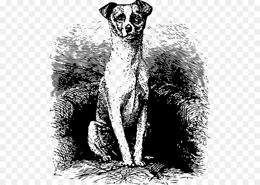 Cane di razza Disegno Schizzo - cane