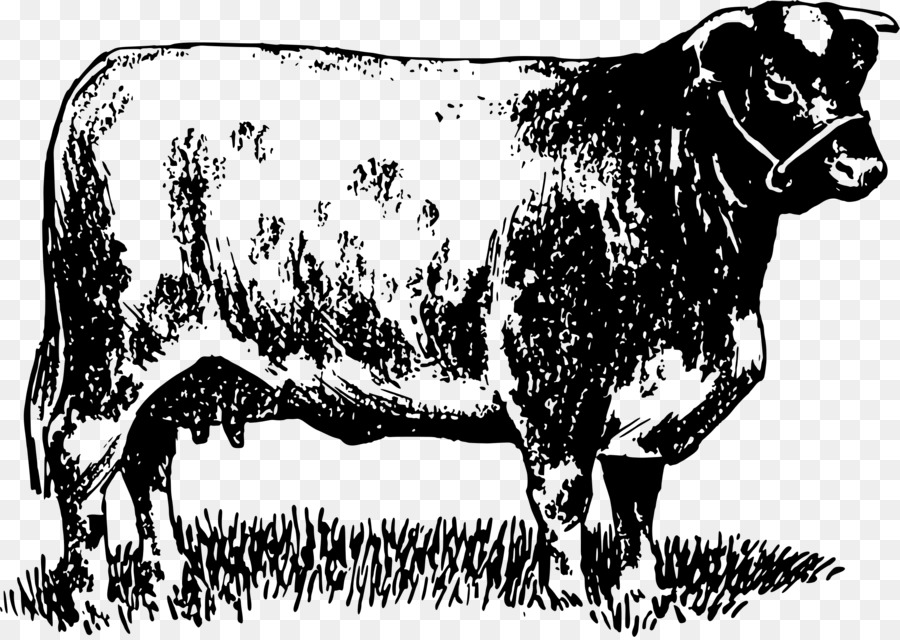 Bovini da latte Zebù Bull Bue Penna - Toro