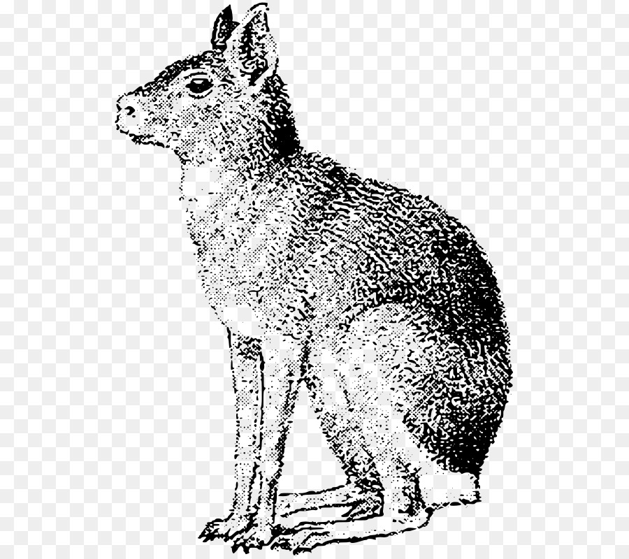 Đỏ fox Coyote Hare Râu Sao - Con chó