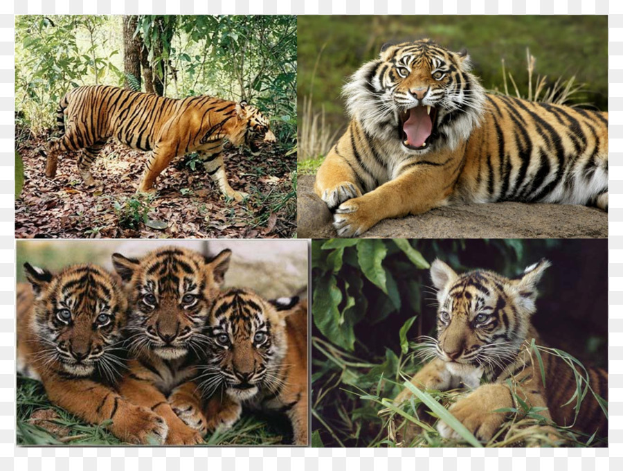Sumatran tiger tigre di Giava Lion Biology - leone