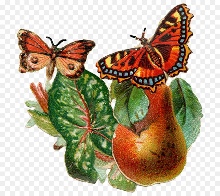 Monarca, farfalla, Insetto Pieridae Autore Guestbook - insetto