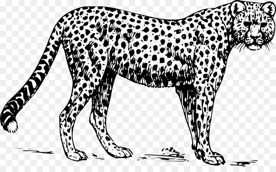 Cheetah Disegno Clip art - ghepardo