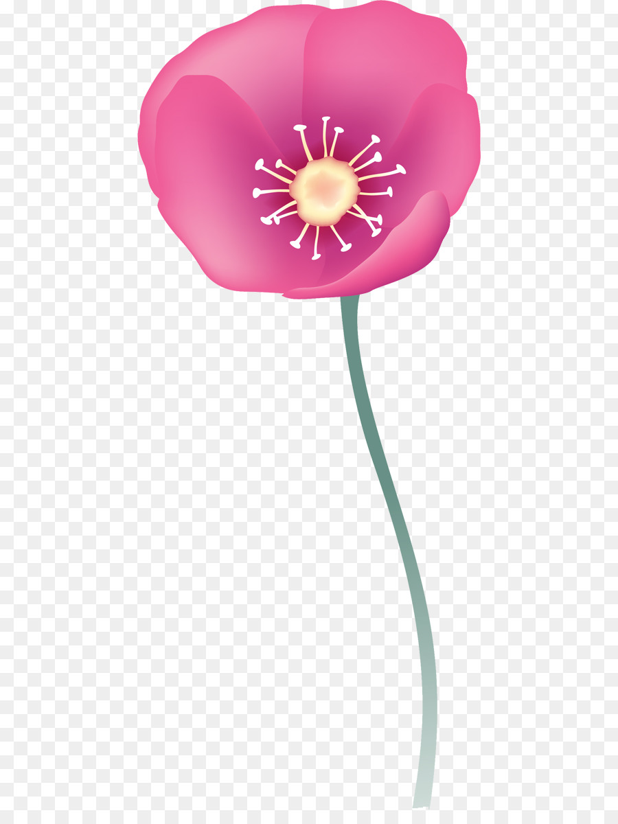 Blütenblatt schlafmohn - Design