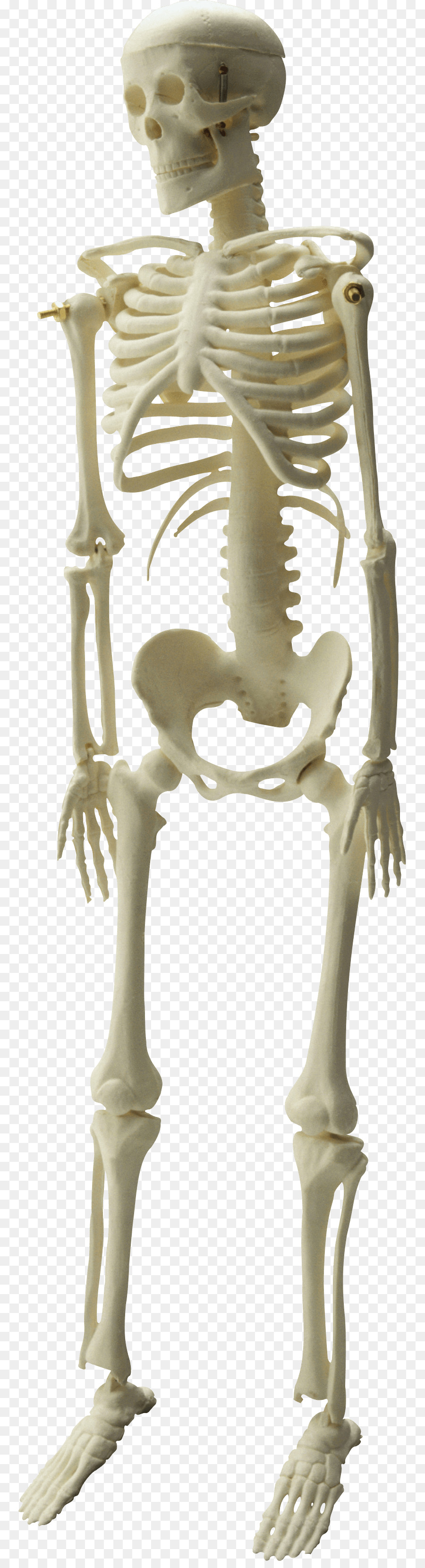 Skelett-Image-Datei-Formate Clip-art - Skelett