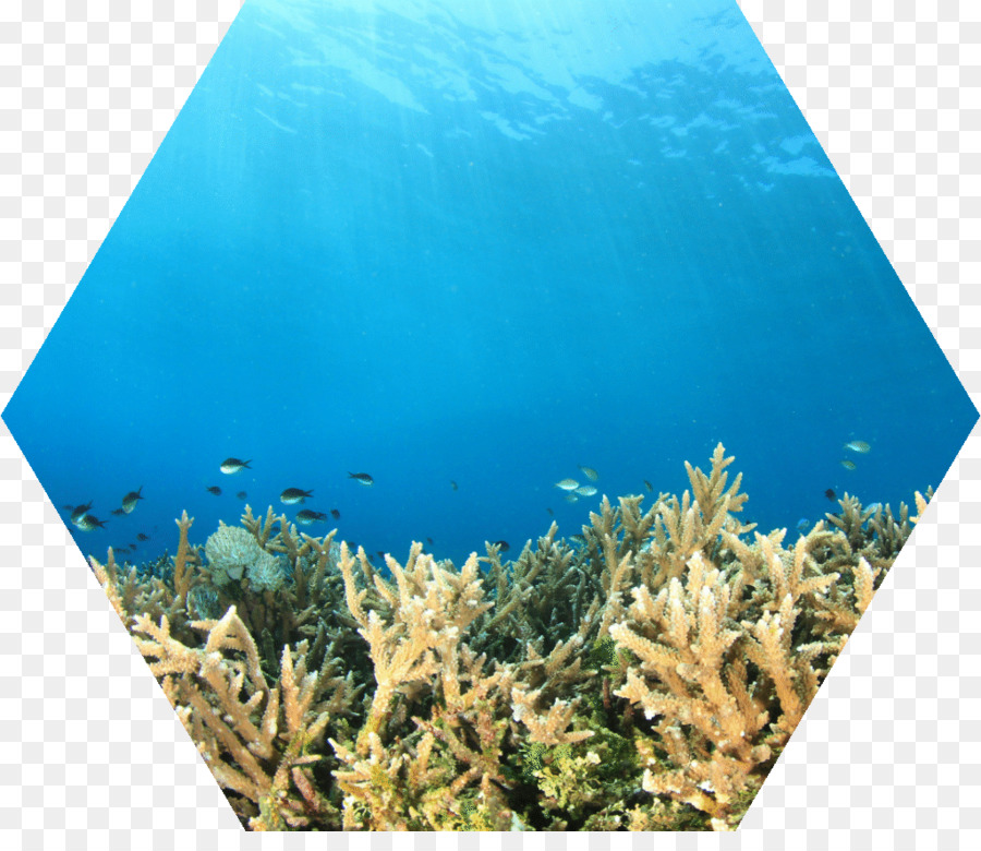 Di pesci di barriera corallina Acqua Ecosistema - acqua
