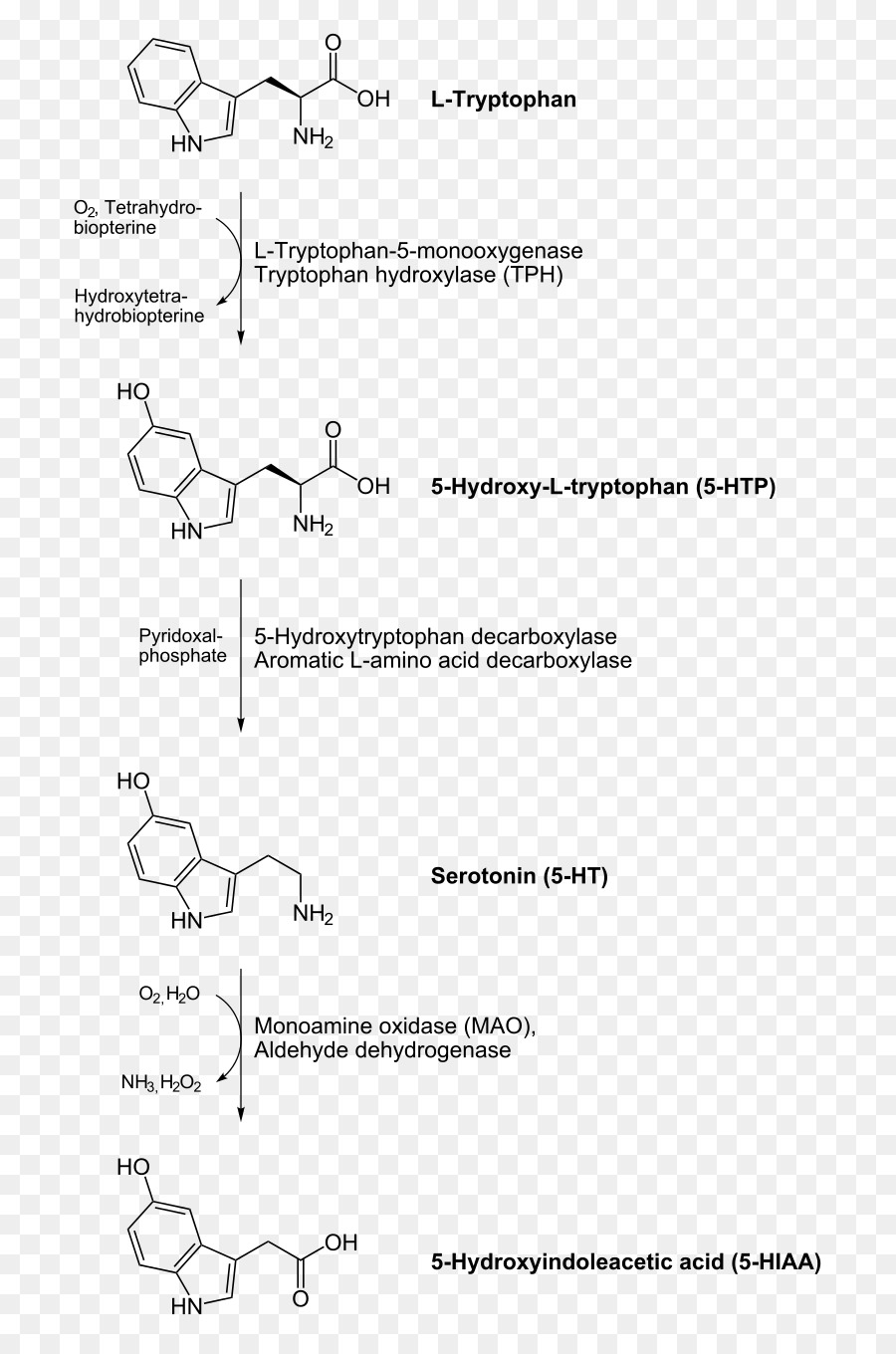Aromatici L-aminoacido decarbossilasi Decarbossilazione la Serotonina, la Dopamina Levodopa - altri