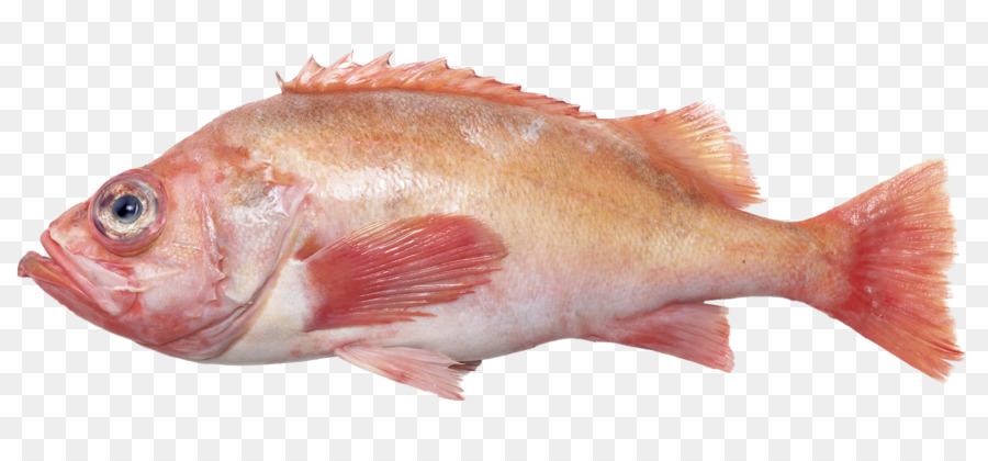 Northern red snapper Rosa di pesce prodotti a base di Pesce olio di pesce - scorfano