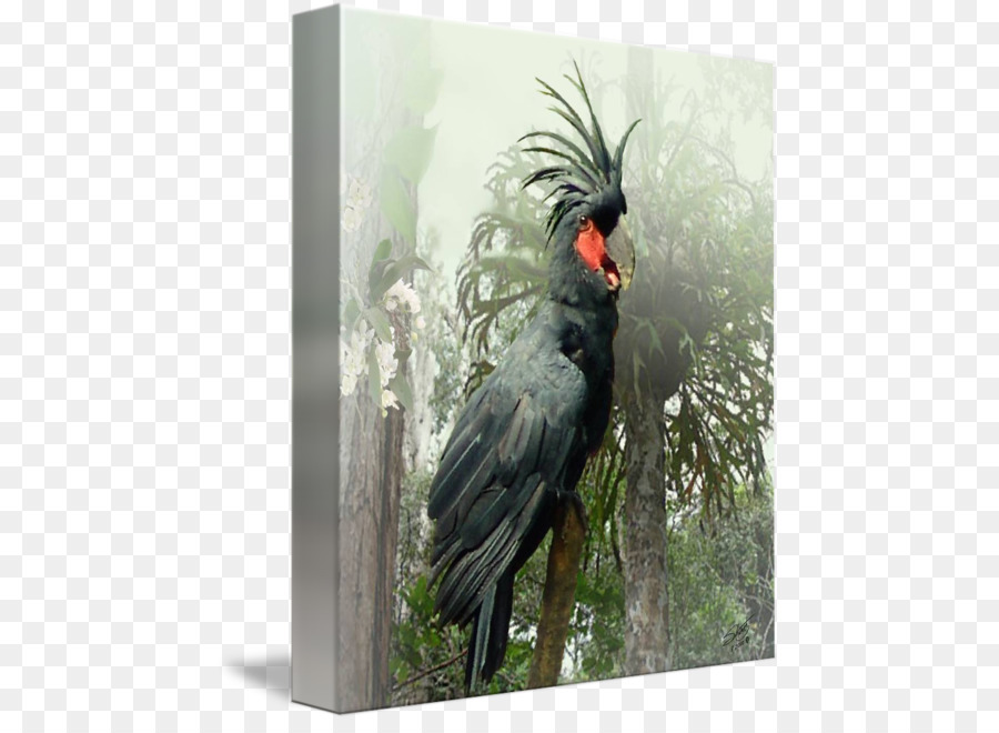 Schnabel Gallery wrap Palm Cockatoo Leinwand - Feder