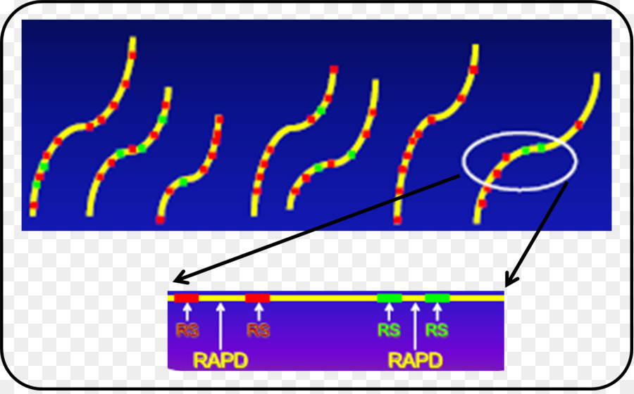 RAPD marcatore Genetico marcatore Molecolare Polimorfismo del Genoma - altri