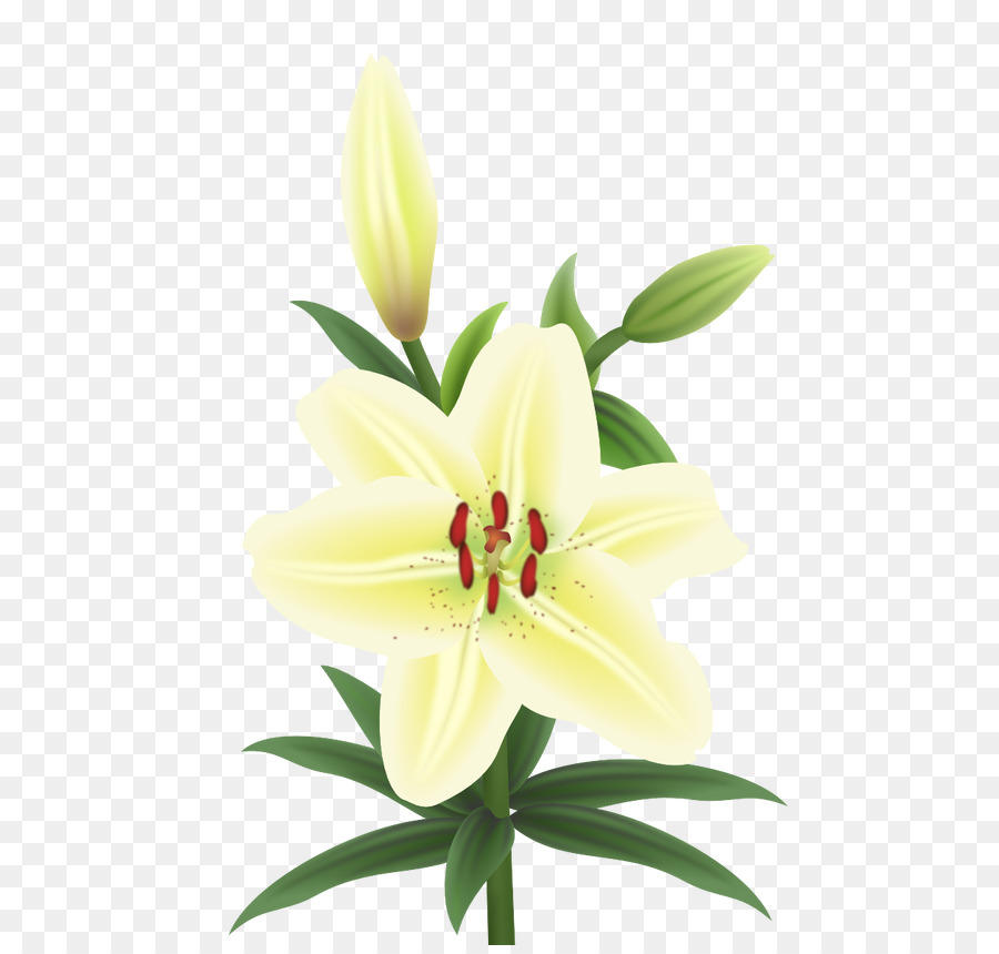Cắt hoa gốc Thực vật Cánh hoa Lily M - những người khác