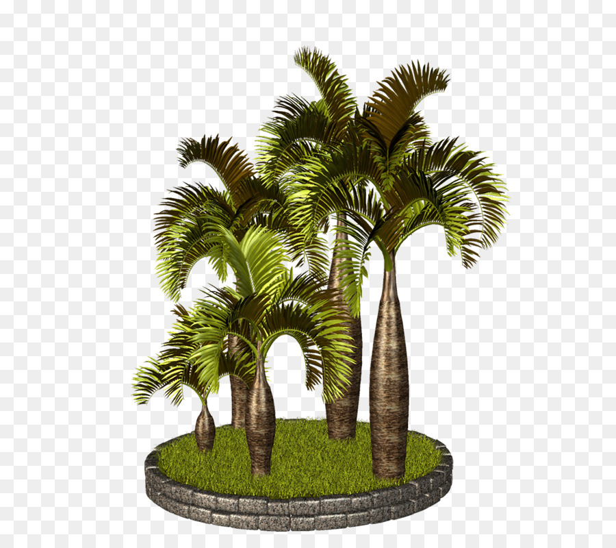 Asiatische palmyra Palmen Arecaceae Babassu clipart - Vf