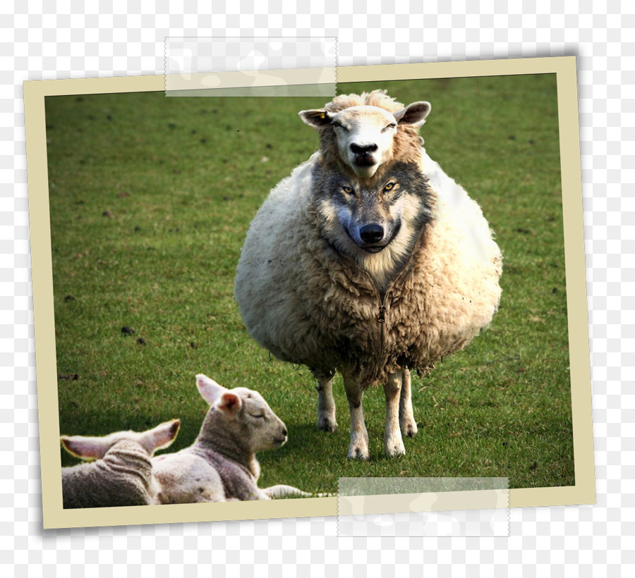 Cartoon Sheep png download - 1188*1066 - Free Transparent Sheep png  Download. - CleanPNG / KissPNG