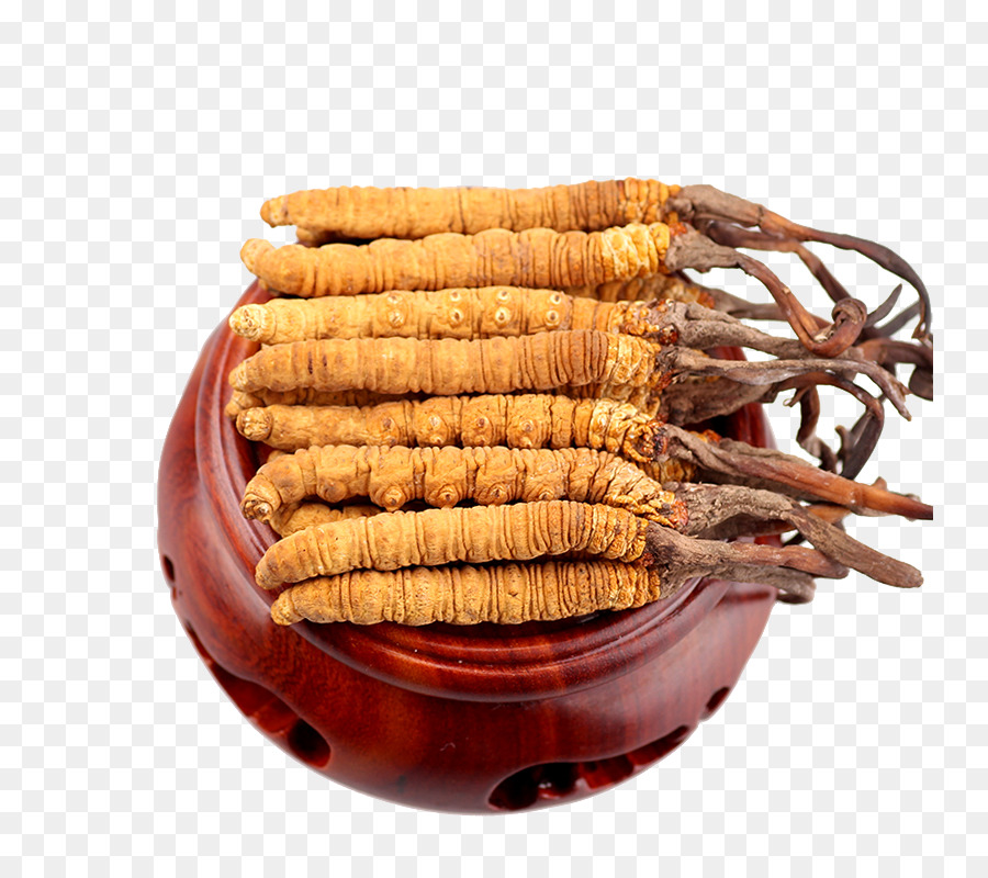 Cordyceps in der Traditionellen chinesischen Medizin Caterpillar-Pilz 漢方薬 - China
