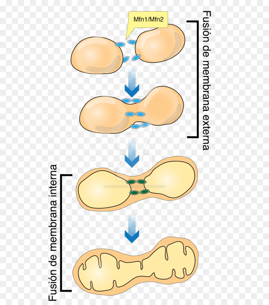 La fusione mitocondriale Mitocondrio Arte Pittura Disegno - mitocondri