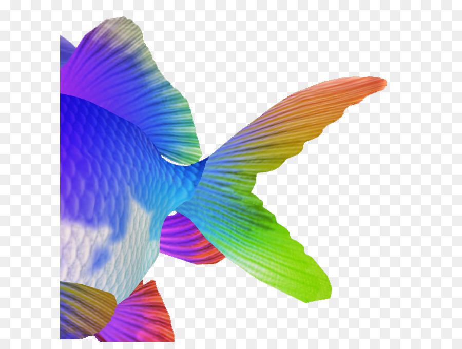 Goldfish Hummingbird M Schwanz - Fisch