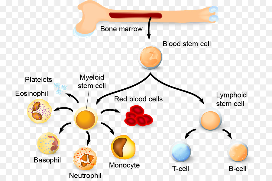 Haematopoiesis Hämatopoetischen Stammzellen der Blutzellen, Immunsystem - Blut