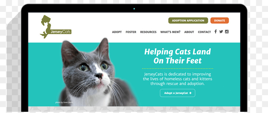 .tổ Râu con Mèo thiết kế trang Web .com - kinh nghiệm sử dụng tuyệt vời thiết kế trang web ...