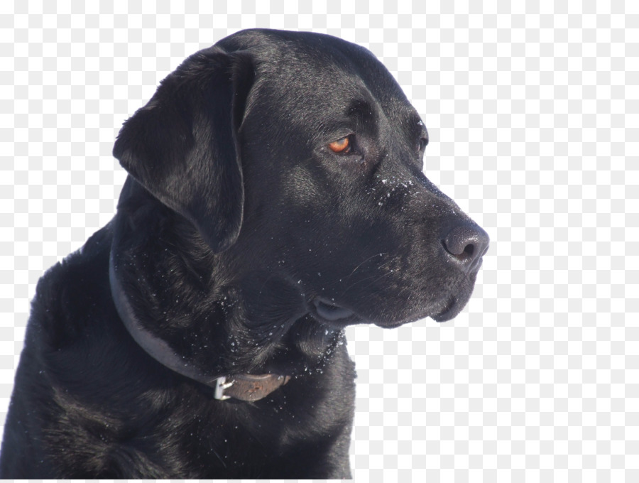Labrador Retriever Cane Corso, Hund, Rasse, Welpen, Wirbeltier - Welpen