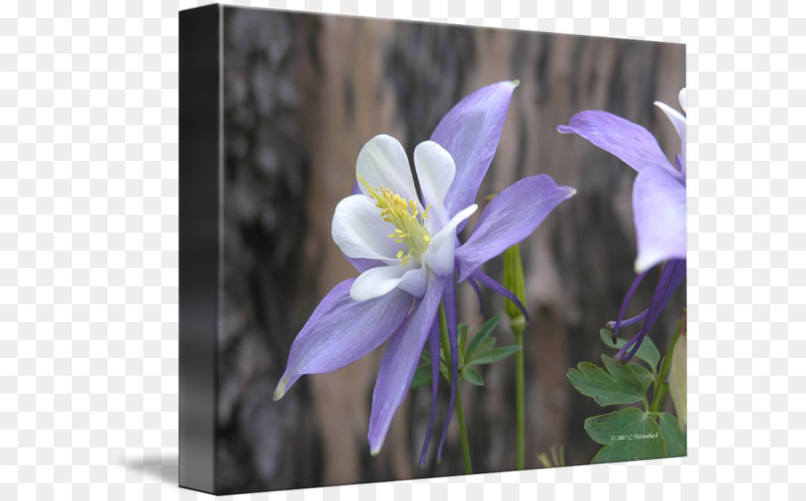 Columbine Bellflower gia đình Cánh hoa Violet Bellflowers - màu tím