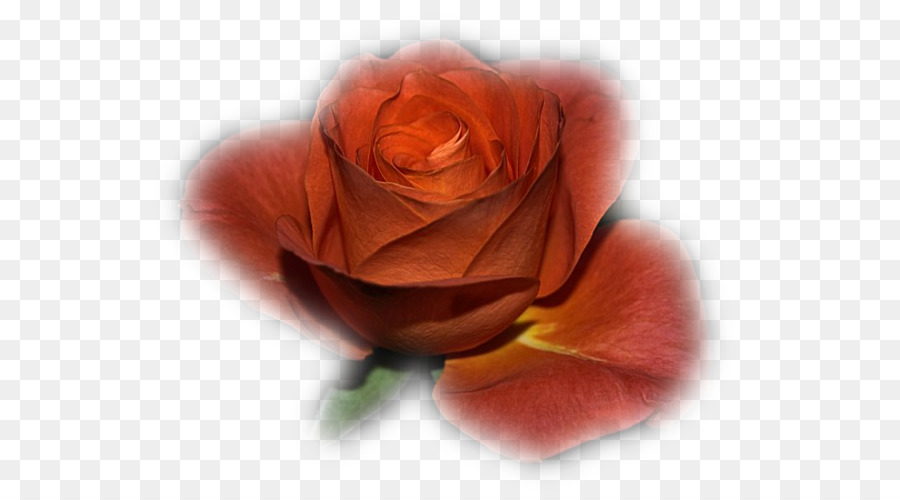 Le rose da giardino di Cavolo rosa Floribunda fiori recisi Petalo - altri