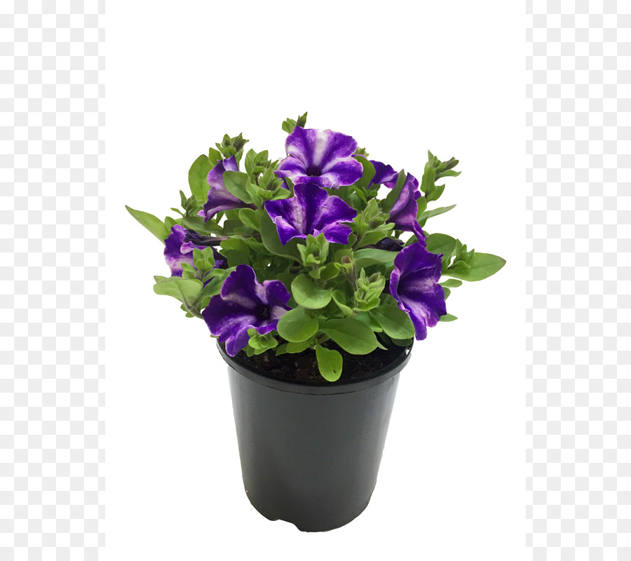 Vaso fiori da Taglio Erba - petunie
