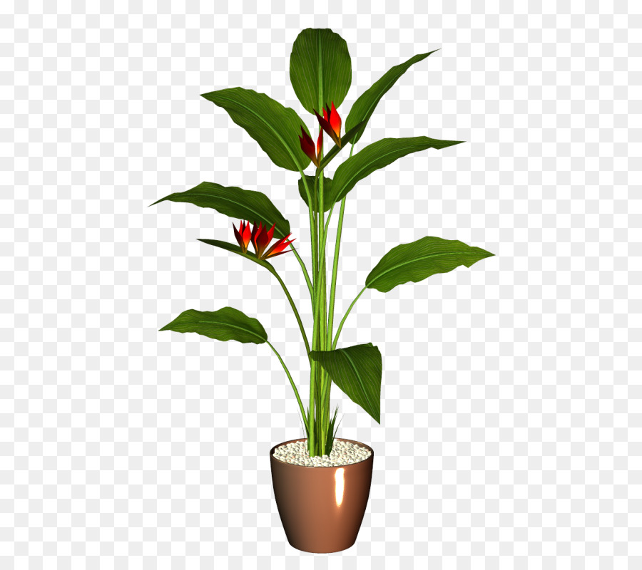 Blumentopf Zimmerpflanze - Blume