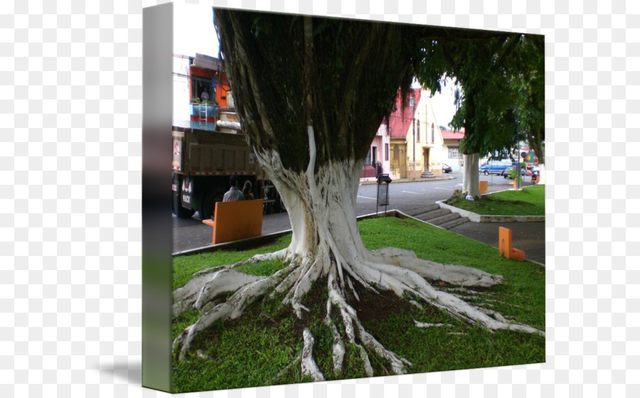 Houseplant Ramificazione - l'albero dipinto