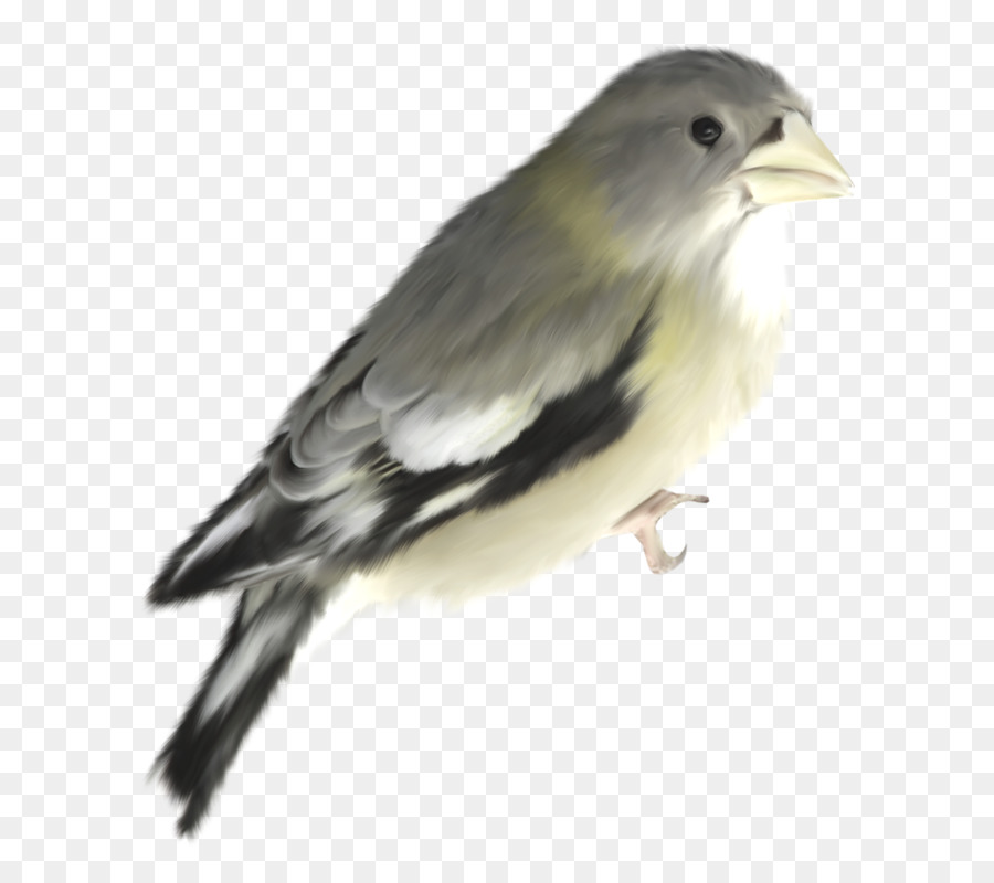 Bird House Sparrow Giallo - uccello
