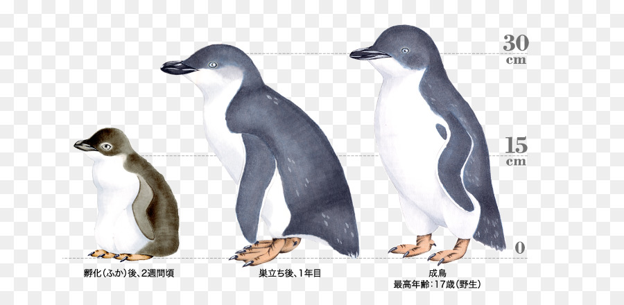 Pinguino imperatore in Antartide pinguino di Humboldt - Piccolo pinguino