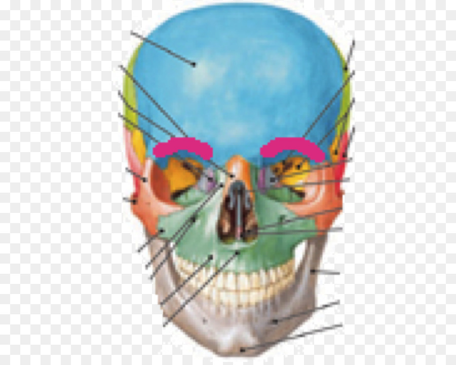 Anatomia umana e Fisiologia del Cranio cavità Cranica Osso - cranio