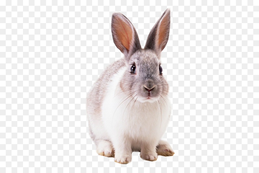 Die Geschichte von Peter Hase Tier - Kaninchen