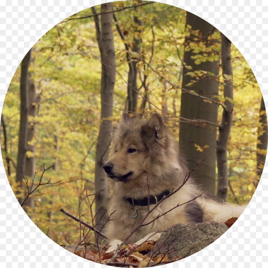 Wolf Bedeutung Schnauze Stimmung HTTP 301 - raue Kreis
