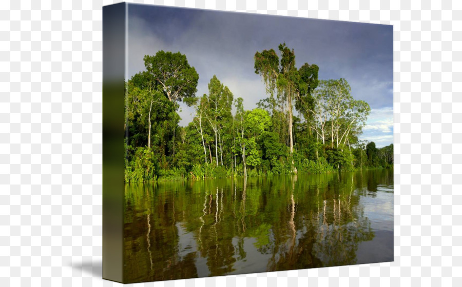 Bayou Palude, riserva naturale Bioma delle risorse idriche - La foresta amazzonica
