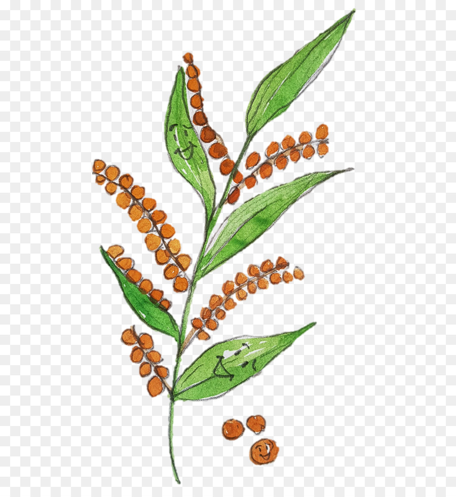 Blatt, Pflanze, Stamm Kräuterkunde Baum - Blatt
