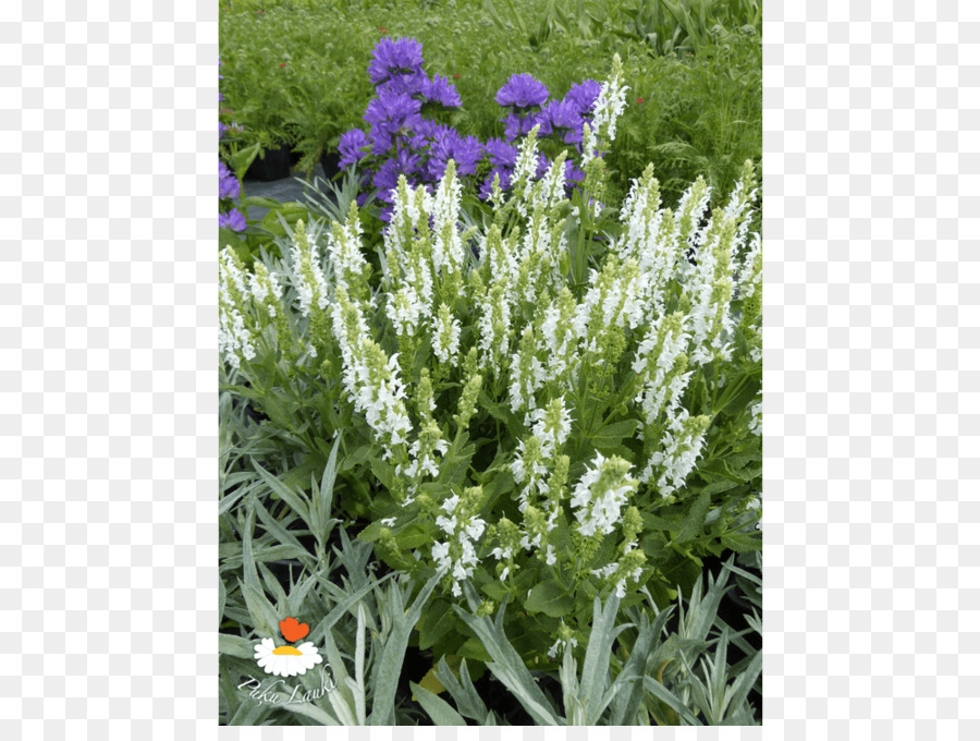 Englisch Lavendel French lavender Subshrub Hyssopus - andere