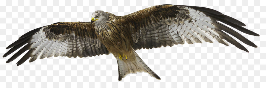 Adler Vogel Rotmilan Habicht - kite Handabdruck